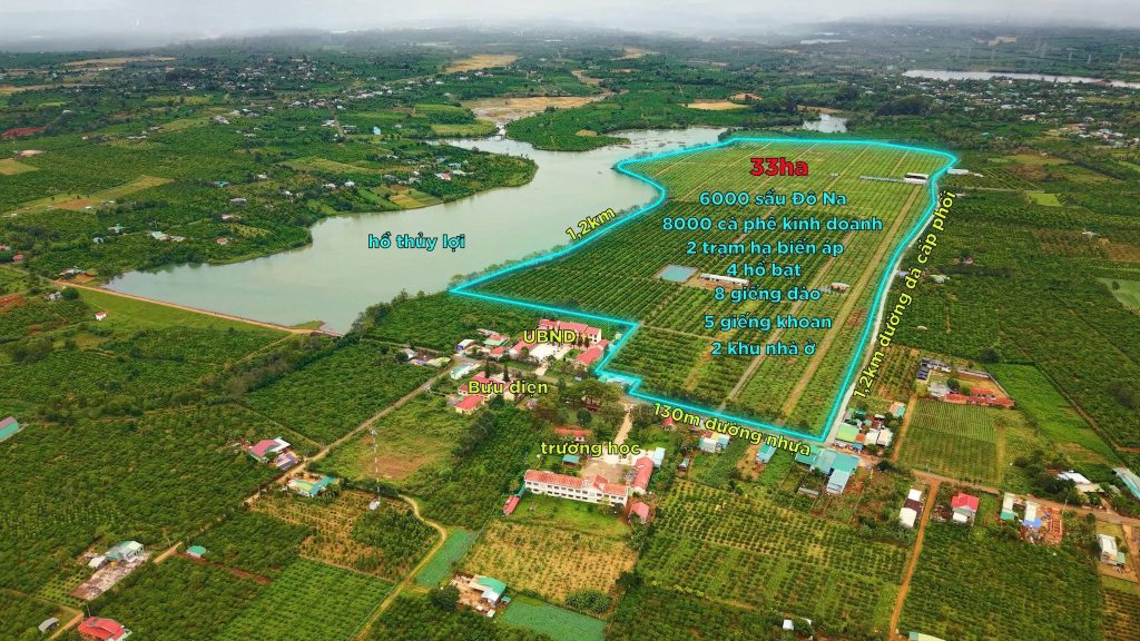 Bán 33ha sầu riêng & cà phê đang thu mạnh gần trung tâm TP Pleiku, Gia Lai